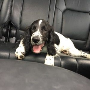 Meet your Posher, Mackenzie